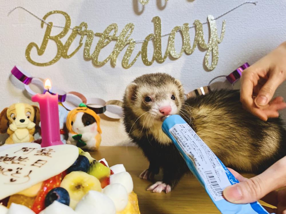 慶祝阿猛1歲生日，出動最愛的化毛膏