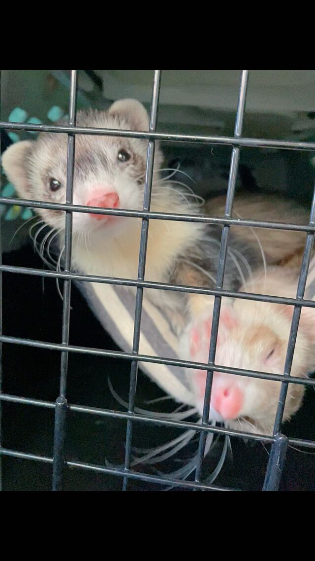 誰准你碰我了🙄
​
#吃可愛長大的阿比
#廢宅之王阿猛
#貂好物
・
・
○ 雪貂用品販賣 ○
清潔｜零食｜吊床｜玩具
滿899元免運
都在首頁連結🔗
・
・
#雪貂 #貂 #フェレット 
#ferret #페럿분양 #ferretgram