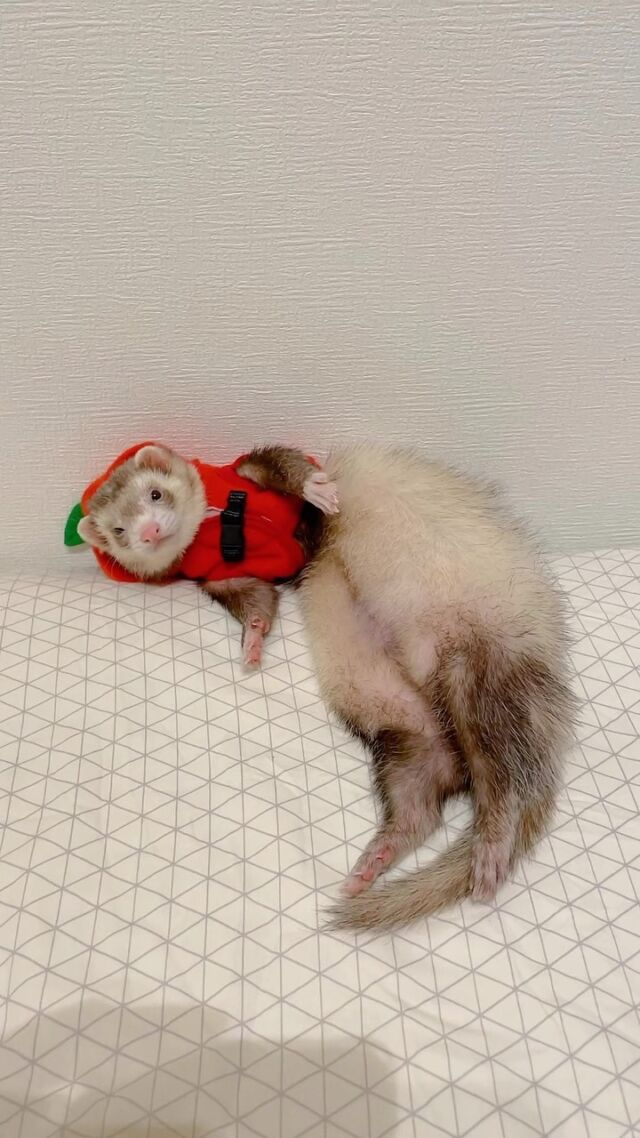 拍謝啦下次幫你買大一號的
​
#廢宅之王阿猛
#貂好物
・
・
○ 雪貂用品販賣 ○
清潔｜零食｜吊床｜玩具
滿899元免運
都在首頁連結🔗
・
・
#雪貂 #貂 #フェレット 
#ferret #페럿분양 #ferretgram