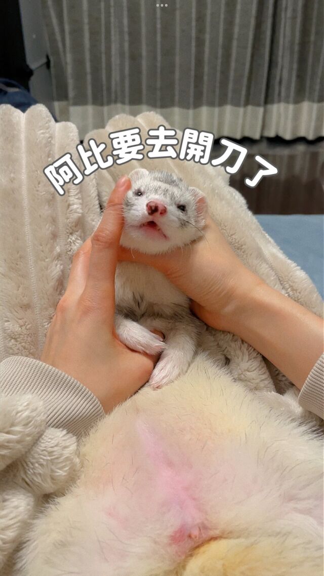 ⚠️有貂屁屁和腫瘤照，斟酌觀看
三月在限動公開阿比的腫瘤後，收到很多關心的私訊（貂友圈超暖🥹）也很多人問後續狀況，但用文字實在很難說明，決定做成影片，也希望大家一起幫忙集氣！
禮拜五（4/5）就要去開刀了，雖然只是小小手術，但全身麻醉還是有一定風險，身為焦慮型家長每天都好焦慮🥲
影片中也有解釋到，腫瘤內都是淋巴球，醫生判斷可能的原因是「感染or癌」。如果是感染就簡單（例如屁屁有看不見的傷口造成細菌跑進去）手術切除後就能一勞永逸。
但如果切除送驗後確定是癌細飽，那問題就大了...要檢查癌細胞是否擴散至全身，再決定要不要進行化療。
但阿比還沒滿三歲，每年身體檢查數字都很棒，我自己是深信只是感染啦（精神勝利法💪）
#貂好物
#吃可愛長大的阿比