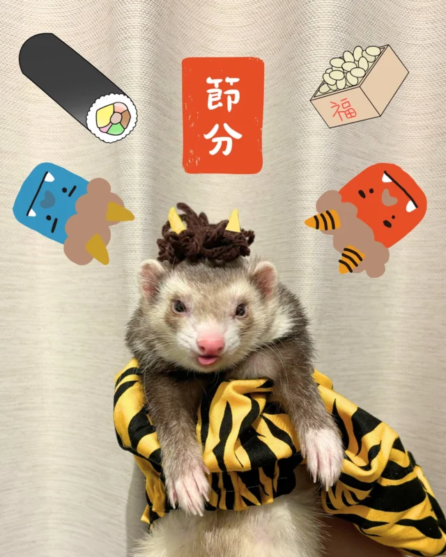 綵衣娛親系列❤️
今天是日本的節分（せつぶん）
要用豆子丟鬼一邊喊：鬼出去！福進來！
目的是驅除災厄，祈求平安
這些我都不太熟
只想著可以幫阿猛cosplay了歐耶🤪
#貂好物 #雪貂 #廢宅之王阿猛 
#フェレット #節分 #ferretgram