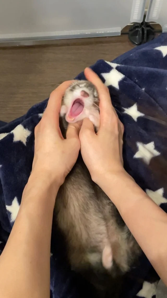明明就很舒服還生氣，最後還偷咬我一口😠
#貂好物 #雪貂 #ferret 
#吃可愛長大的阿比 #フェレット 
#ferretlover