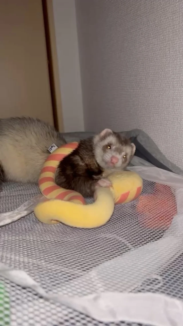 半夜兩點目擊有貂在嗑吐司🍞
#貂好物 #雪貂 #ferret 
#廢宅之王阿猛 #フェレット